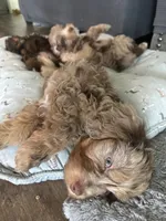 Zeus, a male Miniature Aussiedoodle for sale in Franklinton, NC – 3 of 5