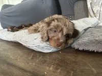 Zeus, a male Miniature Aussiedoodle for sale in Franklinton, NC – 4 of 5