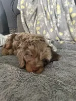 Zeus, a male Miniature Aussiedoodle for sale in Franklinton, NC – 5 of 5