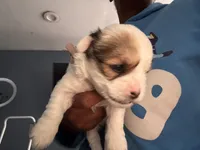 light pink , a female Havanese for sale in Roosevelt, NY – 1 of 1