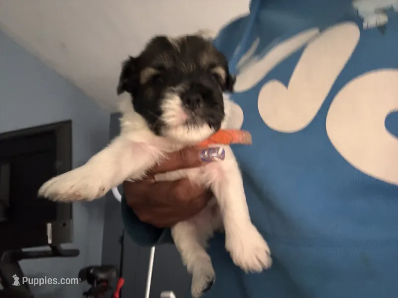orange boy  – Havanese puppy for sale in Roosevelt, NY
