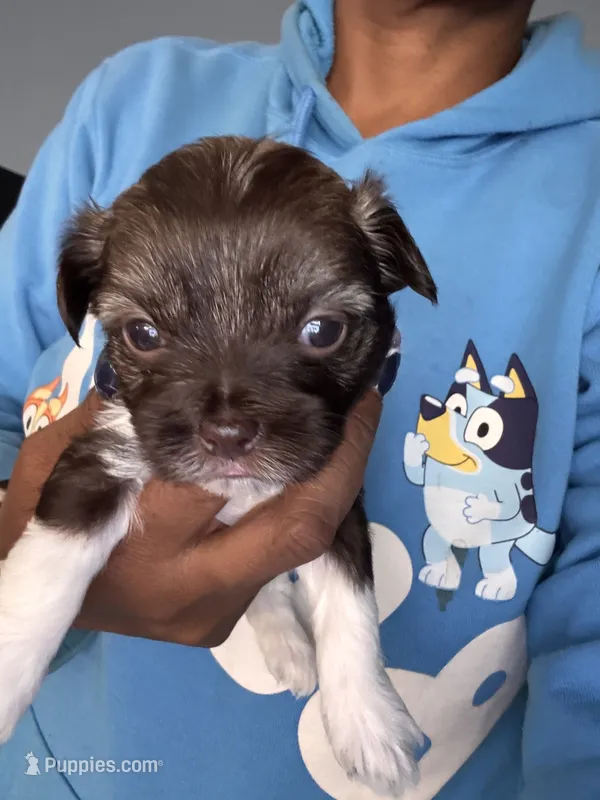 magenta girl – Havanese puppy for sale in Roosevelt, NY