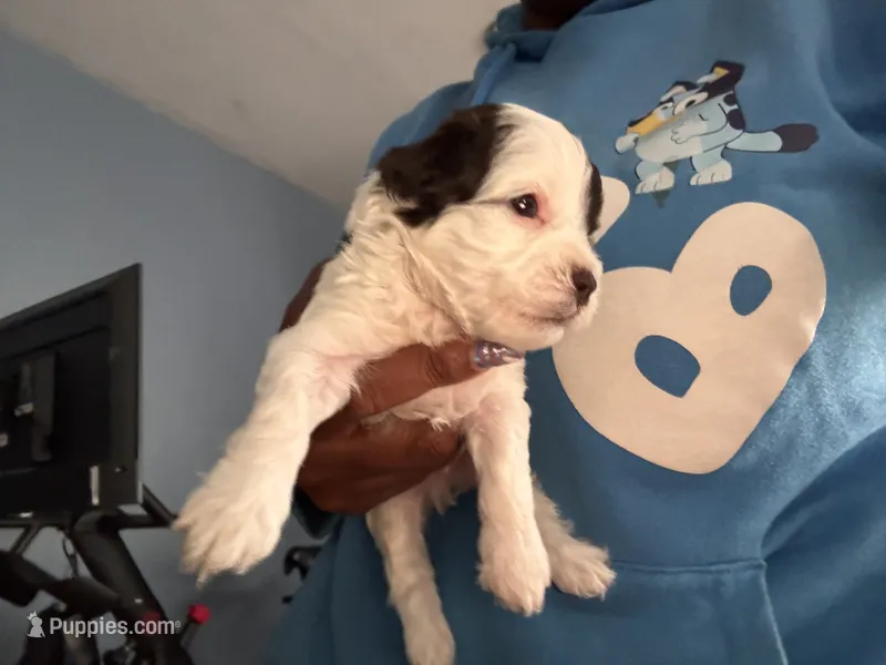 yellow boy  – Havanese puppy for sale in Roosevelt, NY