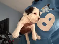 yellow boy , a male Havanese for sale in Roosevelt, NY – 1 of 1