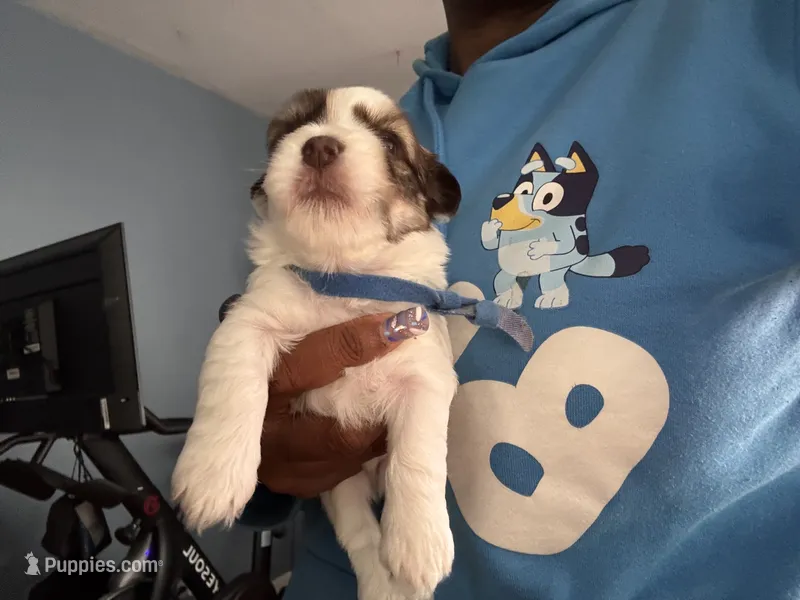 blue boy  – Havanese puppy for sale in Roosevelt, NY
