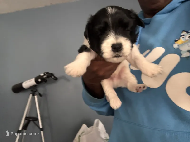 light blue boy – Havanese puppy for sale in Roosevelt, NY