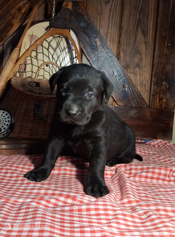 Chase – Labrador Retriever puppy for sale in Reidsville, GA