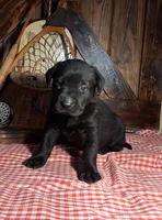 Chase, a male Labrador Retriever for sale in Reidsville, GA – 1 of 1