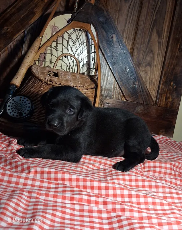 Rocky – Labrador Retriever puppy for sale in Reidsville, GA