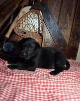Rocky, a male Labrador Retriever for sale in Reidsville, GA – 1 of 1