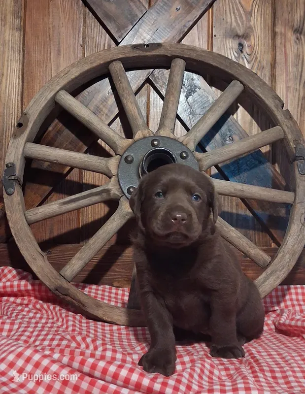Candy – Labrador Retriever puppy on hold in Reidsville, GA