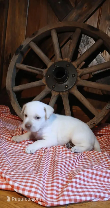 Rocky – Labrador Retriever puppy for sale in Reidsville, GA