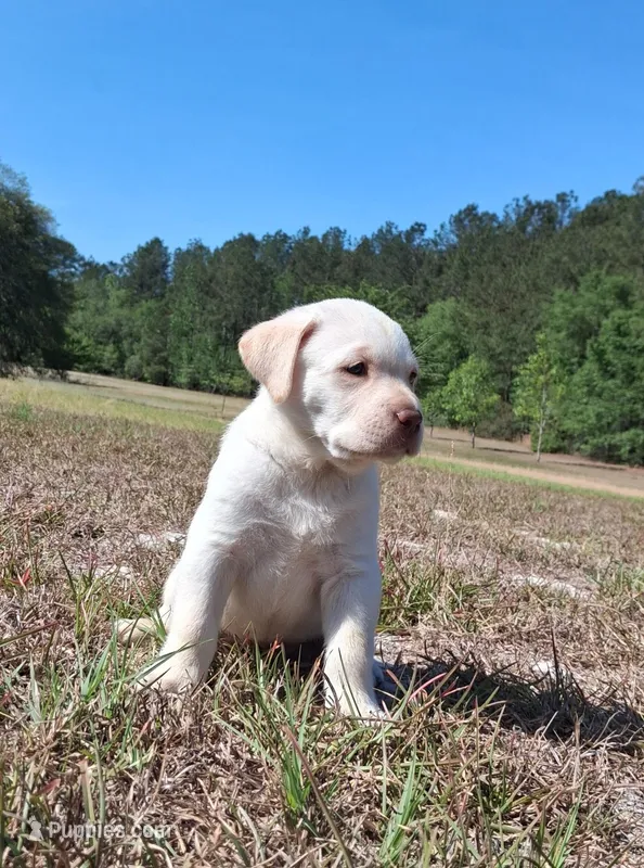 Rocky – Labrador Retriever puppy for sale in Reidsville, GA