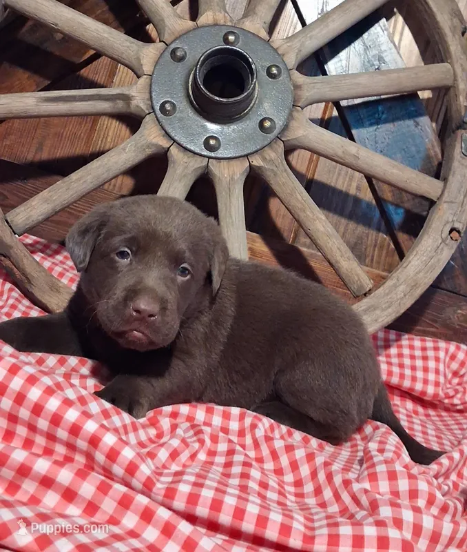 Splash – Labrador Retriever puppy for sale in Reidsville, GA