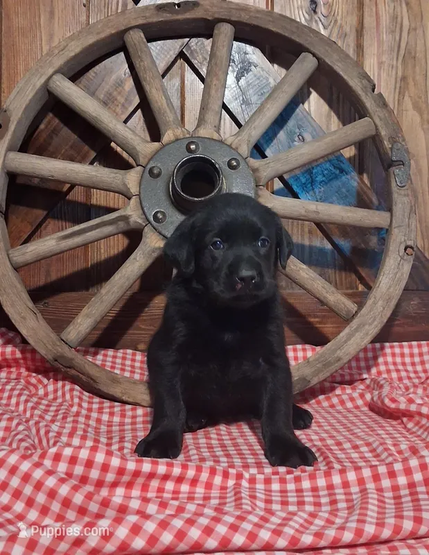 River – Labrador Retriever puppy on hold in Reidsville, GA