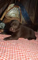 Forrest, a male Labrador Retriever for sale in Reidsville, GA – 1 of 1