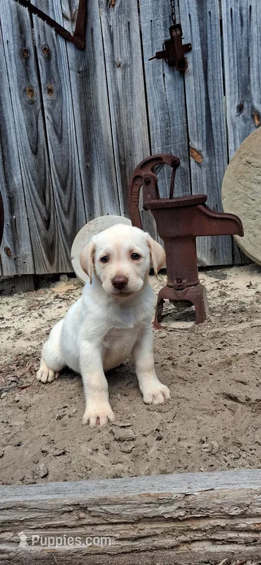 Summer – Labrador Retriever puppy for sale in Reidsville, GA