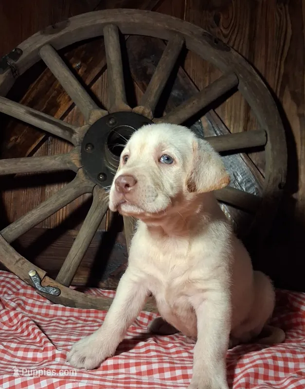 Chester – Labrador Retriever puppy for sale in Reidsville, GA