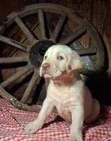 Chester, a male Labrador Retriever for sale in Reidsville, GA – 1 of 1