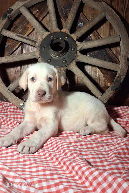 Colt – Labrador Retriever puppy for sale in Reidsville, GA