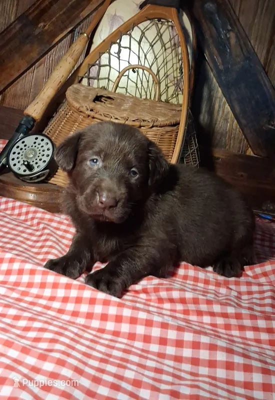 Lady – Labrador Retriever puppy for sale in Reidsville, GA