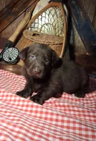 Lady, a female Labrador Retriever for sale in Reidsville, GA – 1 of 1