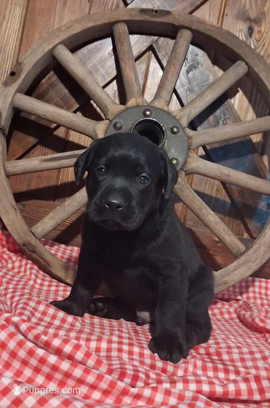 Bear – Labrador Retriever puppy on hold in Reidsville, GA