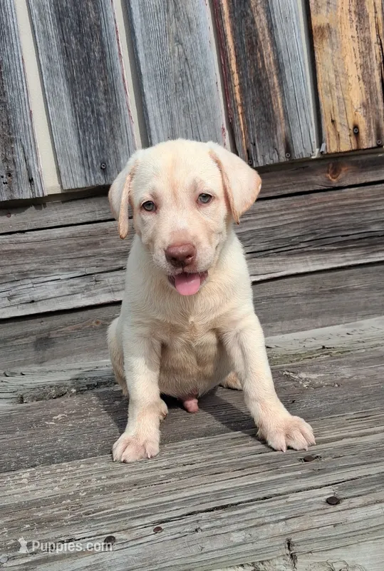 Hunter – Labrador Retriever puppy for sale in Reidsville, GA