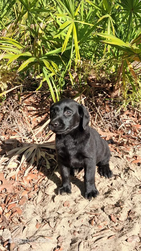 Coal – Labrador Retriever puppy for sale in Reidsville, GA
