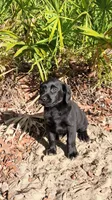 Coal, a male Labrador Retriever for sale in Reidsville, GA – 1 of 2