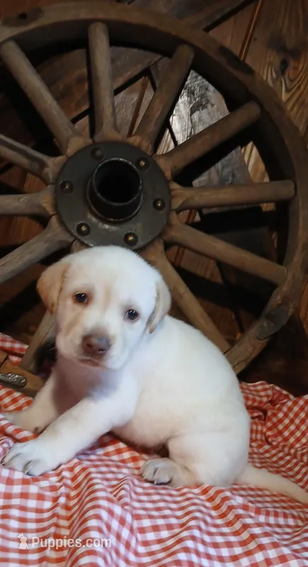 Honey – Labrador Retriever puppy for sale in Reidsville, GA