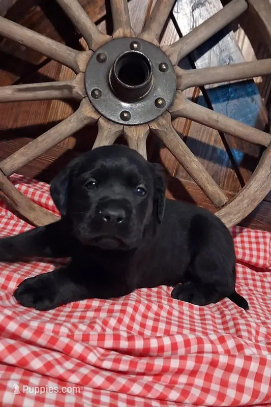 Coal – Labrador Retriever puppy for sale in Reidsville, GA
