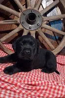 Coal, a male Labrador Retriever for sale in Reidsville, GA – 2 of 2