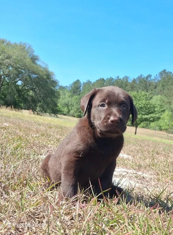 Ivy – Labrador Retriever puppy on hold in Reidsville, GA