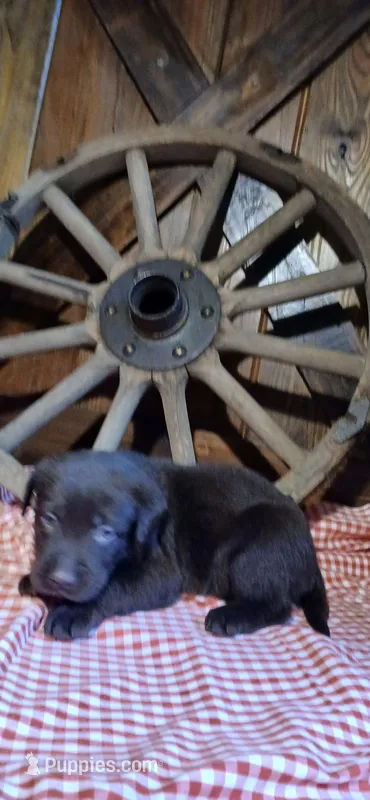 Ivy – Labrador Retriever puppy for sale in Reidsville, GA