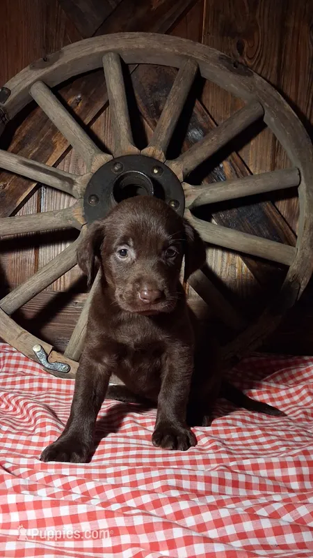 Remi – Labrador Retriever puppy for sale in Reidsville, GA
