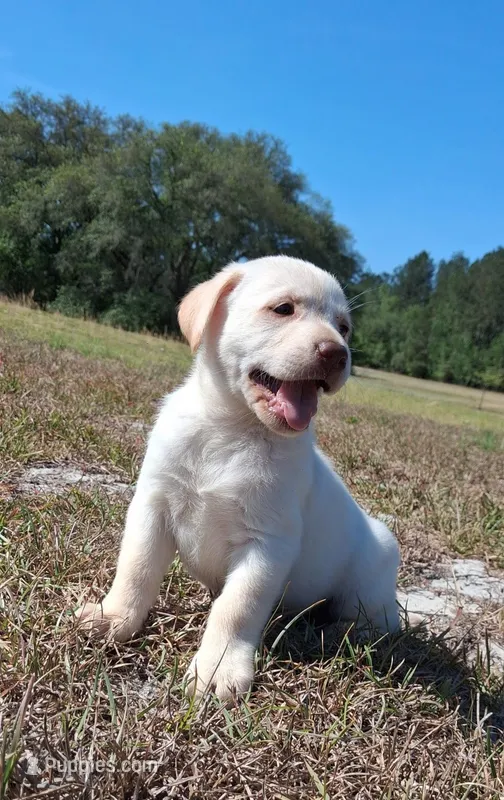 Summer – Labrador Retriever puppy for sale in Reidsville, GA