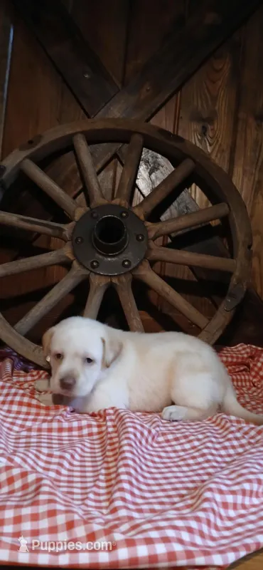 Summer – Labrador Retriever puppy for sale in Reidsville, GA