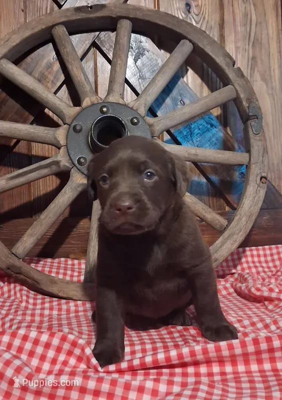 Willow – Labrador Retriever puppy on hold in Reidsville, GA