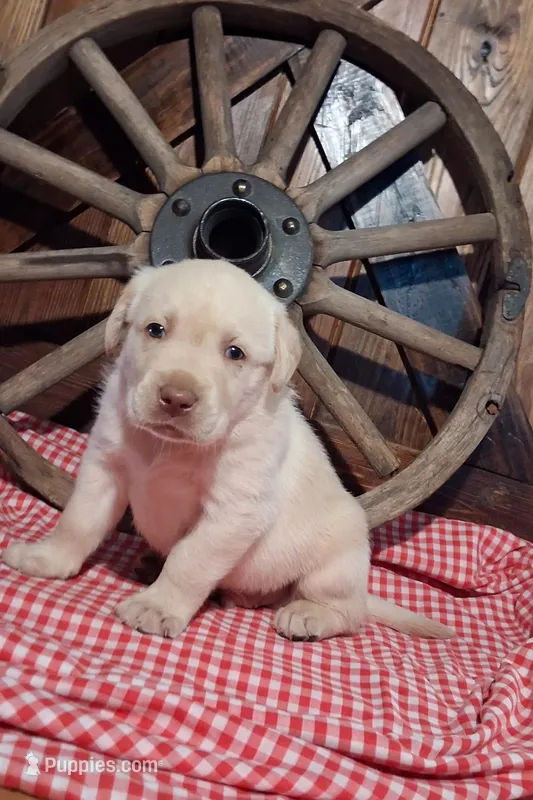 Gus, a male Labrador Retriever for sale in Reidsville, GA – Photo 1 of 1