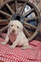 Photo of Gus