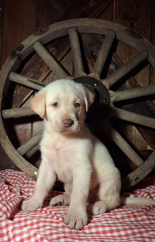 Hunter – Labrador Retriever puppy for sale in Reidsville, GA