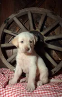 Hunter, a male Labrador Retriever for sale in Reidsville, GA – 1 of 1