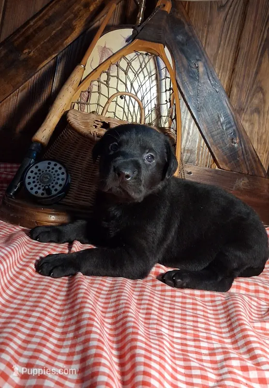 Marshall – Labrador Retriever puppy for sale in Reidsville, GA