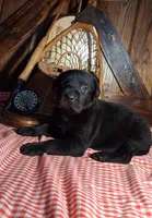 Marshall, a male Labrador Retriever for sale in Reidsville, GA – 1 of 1
