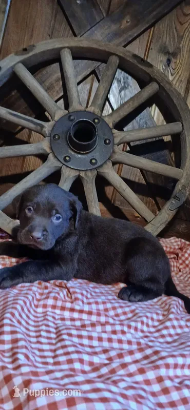 Duke – Labrador Retriever puppy for sale in Reidsville, GA