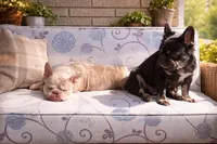 processed/ed7df76b-55ef-477f-b73a-407b3233f0e9/facility/cf736a82-dbc5-4436-b444-dd11b2fce7de