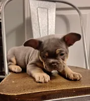 Lilac  and tan, a male French Bulldog for sale in New Orleans, LA – Photo 4 of 5