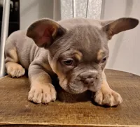 Lilac  and tan, a male French Bulldog for sale in New Orleans, LA – Photo 1 of 5