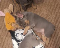 Lilac  and tan, a male French Bulldog for sale in New Orleans, LA – Photo 2 of 5